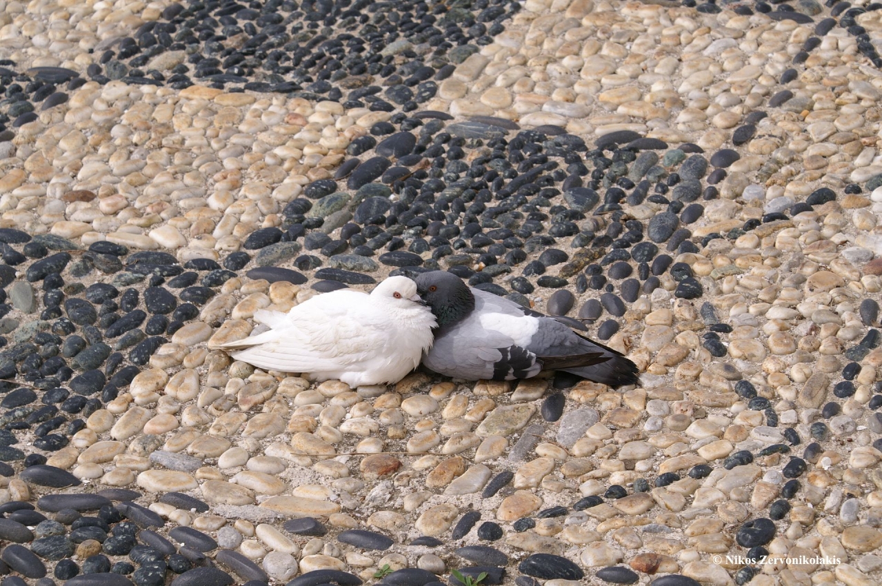 crossroads_tinos_hotel_140